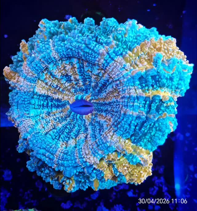Coralli spettacolari, forme incredibili e colori che sembrano irreali 🌊✨
Una selezione rarissima, che arriva di rado e non resta disponibile a lungo.
Scoprili ora su www.reef-aquarium.it
#corallirari #reefitalia #acquariomarino #reeflover