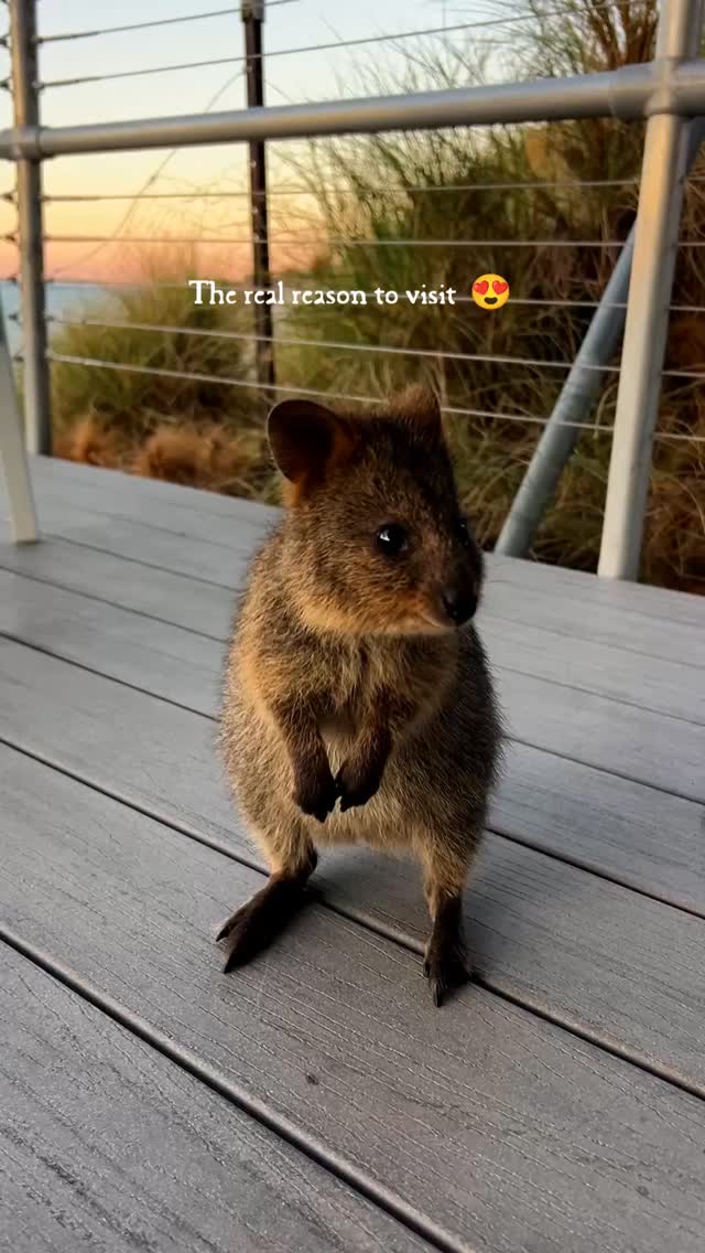 You came for the beaches… and then this happened 🐾
On Rottnest Island, the quokkas have a way of stealing the spotlight.
You don’t plan for it, but it ends up being the moment you remember most.
📍Rottnest Island, Western Australia
📩 Would you add this to your Australian itinerary?
📸 Tourism Australia
#JourneySouthTravel #RottnestIsland #Quokka #WesternAustralia #AustraliaTravel #WildlifeExperience #IslandEscape #TravelAustralia #TravelInspiration #BucketListTravel