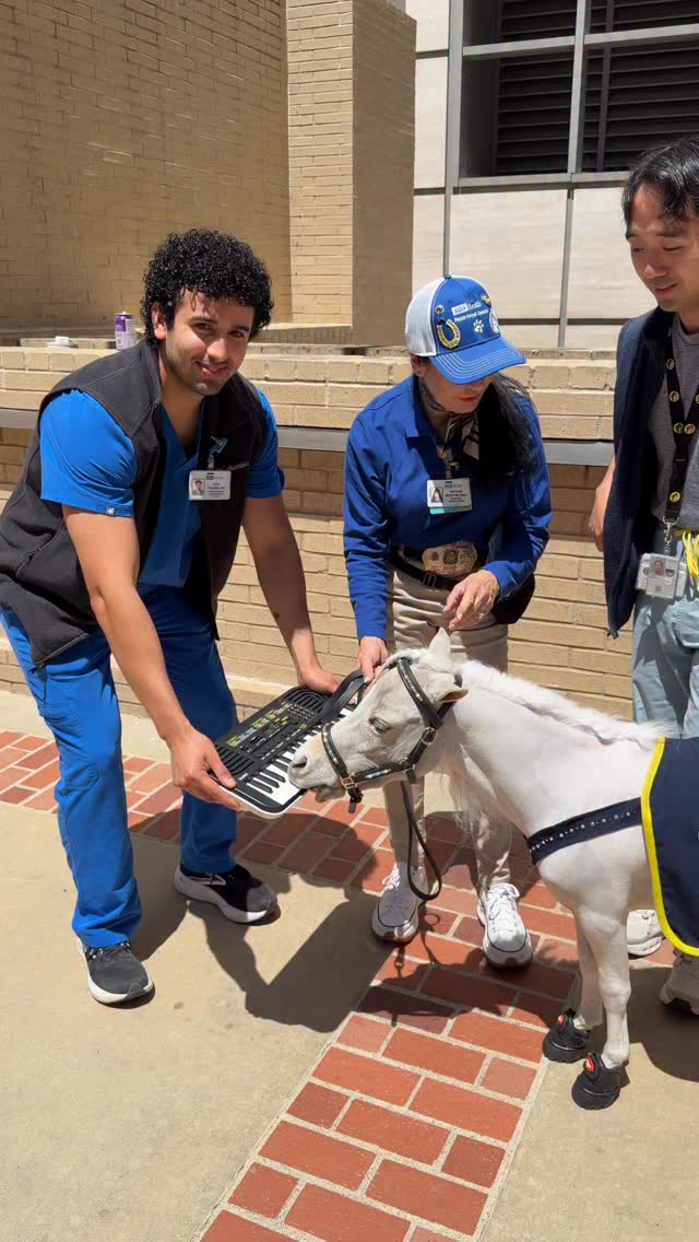 UCLA Ronald Reagan Medical Center celebrated Animal Therapy Day with their PAC team members, the People-Animal Connection. The medical staff, patients and visitors had lots of petting time with the dogs and Valentina and Willow. @ucla_pac @uclahealth @casiomusicgear @equusfoundation @platinumperformance @easycareinc @theequestrianfoodie @ben_ebeling #horse @minitherapyhorses #minitherapyhorses #minihorse #wellness #hope #healing #love #community #comfort #animals #happiness #joy #connection @lafdfoundation @losangelesfiredepartment #spirit #mentalhealth