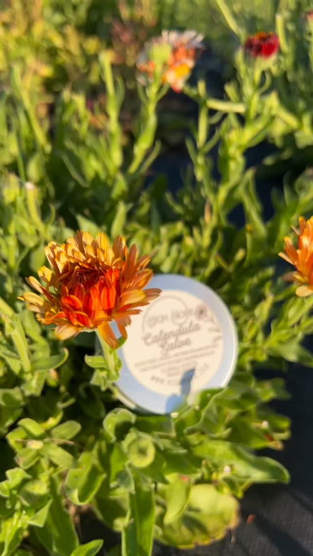 We grow, pick, dry, infuse, and make our calendula salve every step of the way in house, hand crafted, and available at www.highhope.eco
