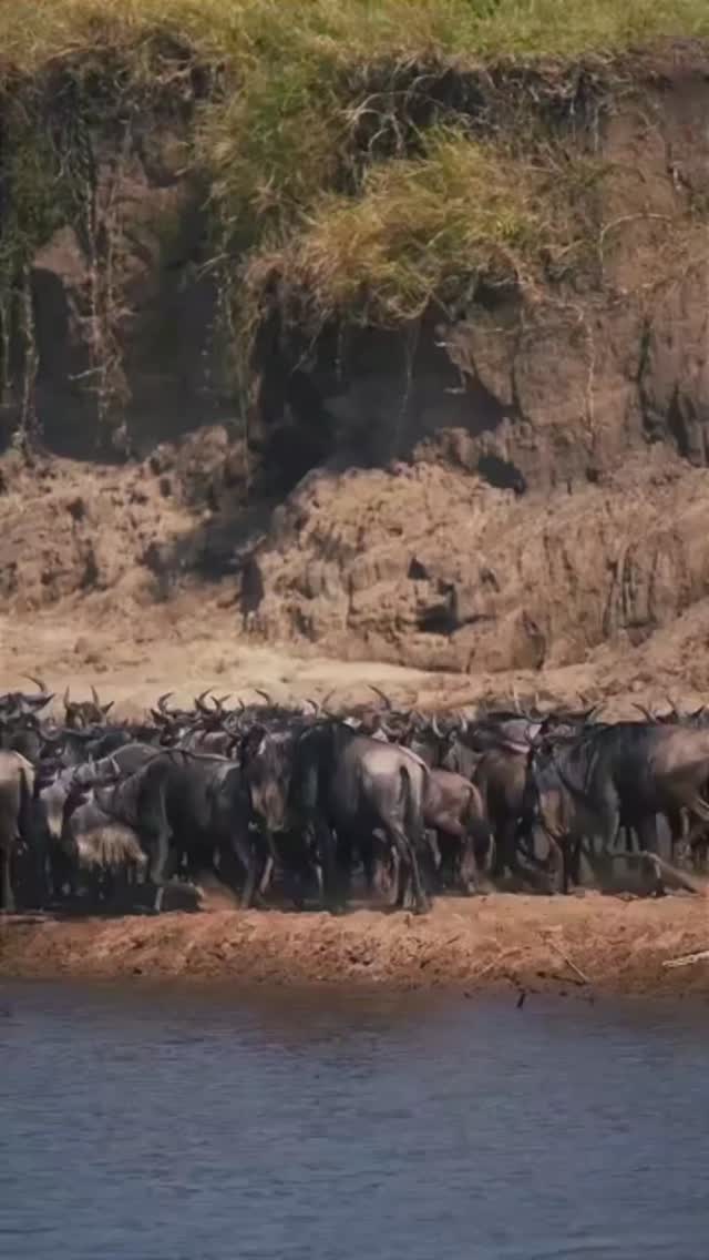 🌊 This is not just a crossing… it’s survival.
Thousands of wildebeest take the risk at the Mara River in Serengeti National Park — where every step could be their last.
🦓 Chaos. Courage. Nature at its rawest.
👉 Would you witness this in real life?
📧 info@gnadesafaris.com
📱 WhatsApp: +255793832959