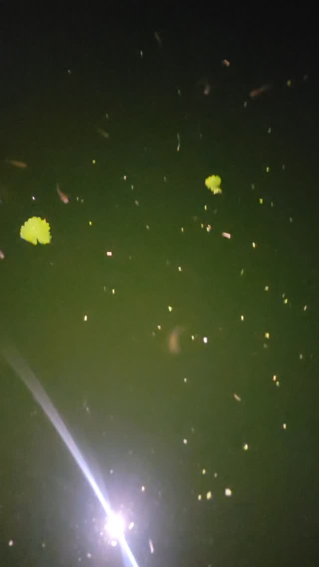 The stock tank pond is now stocked! We found a lovely stream wriggling with mosquito fish, took a sample of them home, and they are thriving!