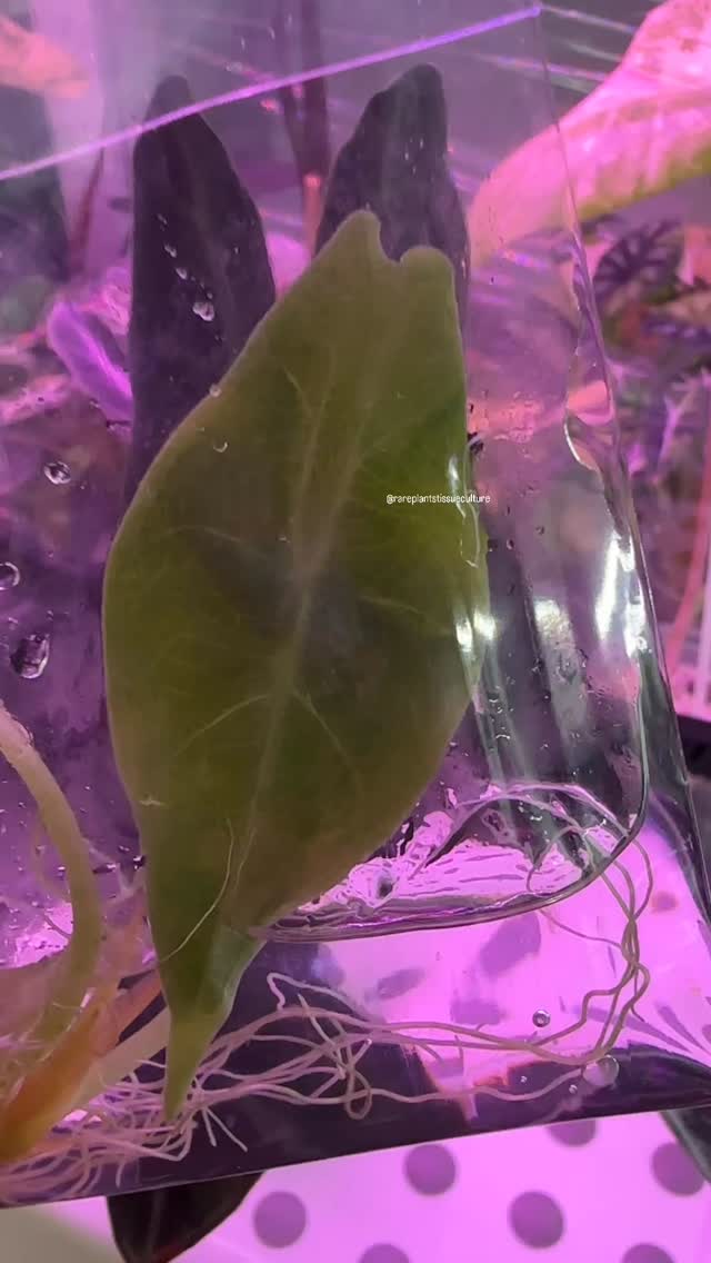 New on our radar, the Alocasia Black Cobra
Dark, long and thick leaves
#darkplantmatter #alocasiablackcobra #rarealocasia