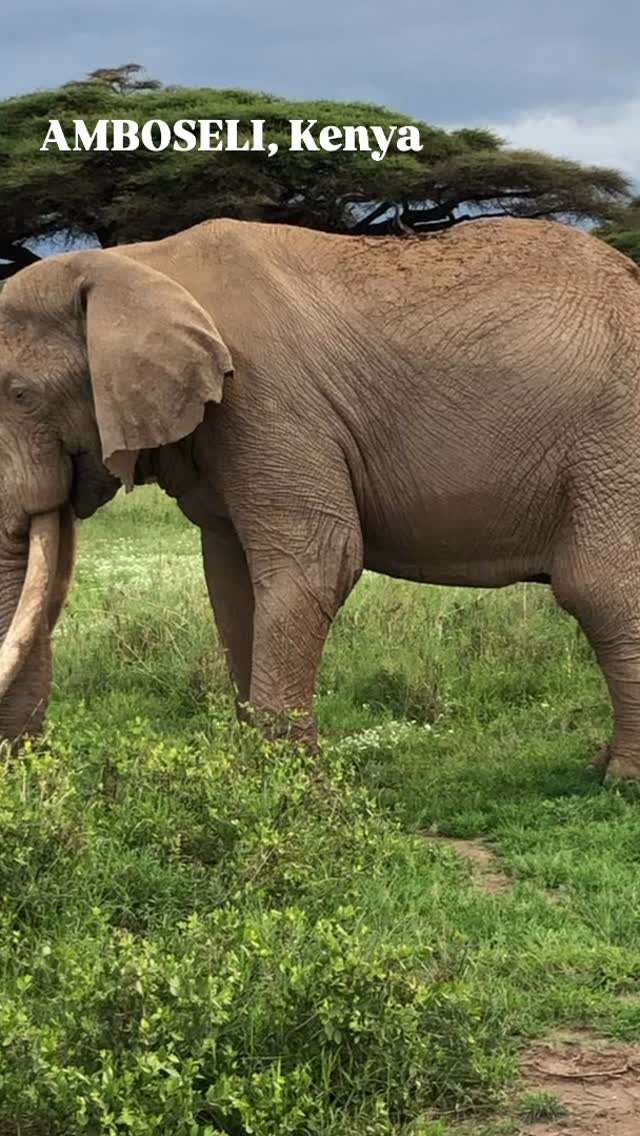 No filters needed here.�Elephants, endless plains, and Kilimanjaro quietly stealing the spotlight in the background.
This is the Africa people dream about.
#Amboseli #KilimanjaroViews #ElephantLove
#IconicAfrica #SafariDreams AfricaGram