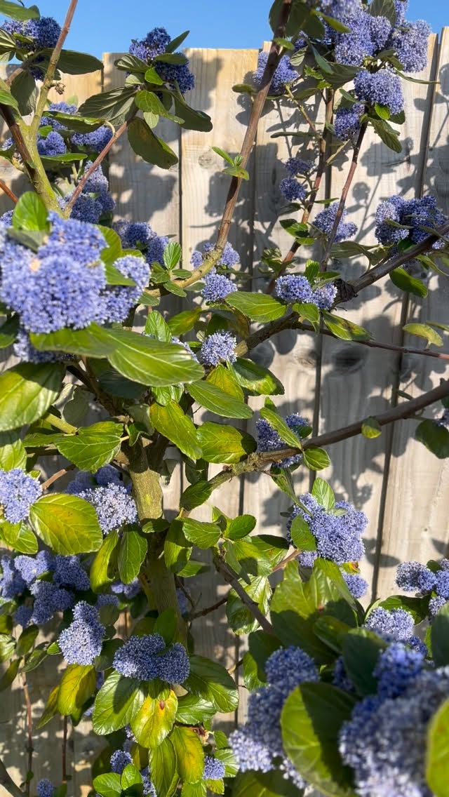 It’s been a minute. But first, how beautiful is our ceanothus?! It feels me hope. Its beauty reflects the stirring of life around us, teasing me out into the world. And this little poppet enjoying the Spring air 🥺
The landscape of the wellness space is changing. The challenges of the world affect us in untold ways; economically, emotionally, energetically… I feel it too.
As we settle into the energy of Spring and begin to notice the movement of life all around us, I’ve been reflecting on the movement arising within me—and what it’s asking of me.
This season fuels our creativity, if we trust what is emerging. We begin to feel the possibility, adding colour and texture to the seedling ideas we have been carefully nurturing.
As one door closes, a new one opens…
I have been hustling alone for more than 5 years in Frome, finally we have a dedicated yoga studio to support the Community in Frome. It couldn’t have come at a better time. I am going to lean into in connection with my existing & new students, with other teachers. I am beyond delighted to support Annie in growing @thepractice_frome
AND a thriving Pilates studio, @palmst_pilates is expanding. I will have the pleasure of moving with the early risers.
**NEW CLASS SCHEDULE BELOW!**
Tuesday
7-7.45AM Flow @ Palm St Pilates, 15A Palmer Street, Frome, BA11 1DS *Begins 5 May*
6-7PM Flow
7.15-8.15PM Yin
Both @ The Practice - Frome, 2A Market Place, Frome , BA11 1AG *Begins 28 April*
Wednesday
6-7 PM Rocket Yoga @ The Works Studio, Badcox, Frome, BA11 3BG
Thursday
7-7.45AM Flow @ The Practice - Frome, 2A Market Place, Frome , BA11 1AG *Begins 30 April*
Saturday
10-11.30 AM Flow @ The Works Studio, Badcox, Frome, BA11 3BG
Please visit my website.
Link in the bio 🤎
.
.
#mindfullness #mentalhealth #yogapractice #yogafrome #livinginlinewithnature