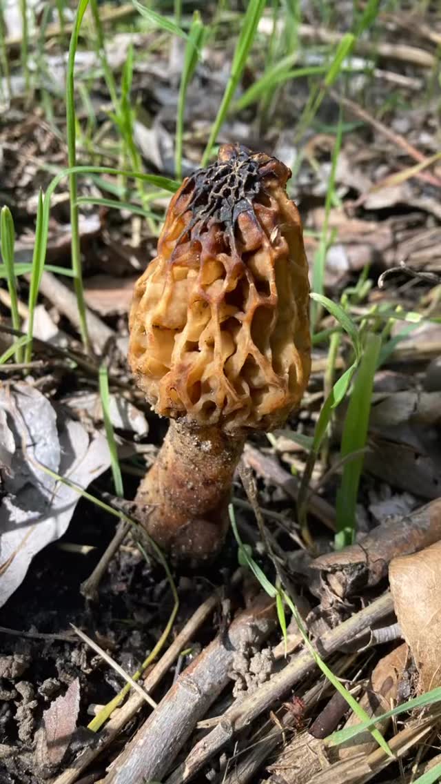 Some things only show up when you slow down enough to notice them.
App update coming soon.
@vizact.app
#Manifestation #VisionBoard #Affirmations #vizactlife #morels