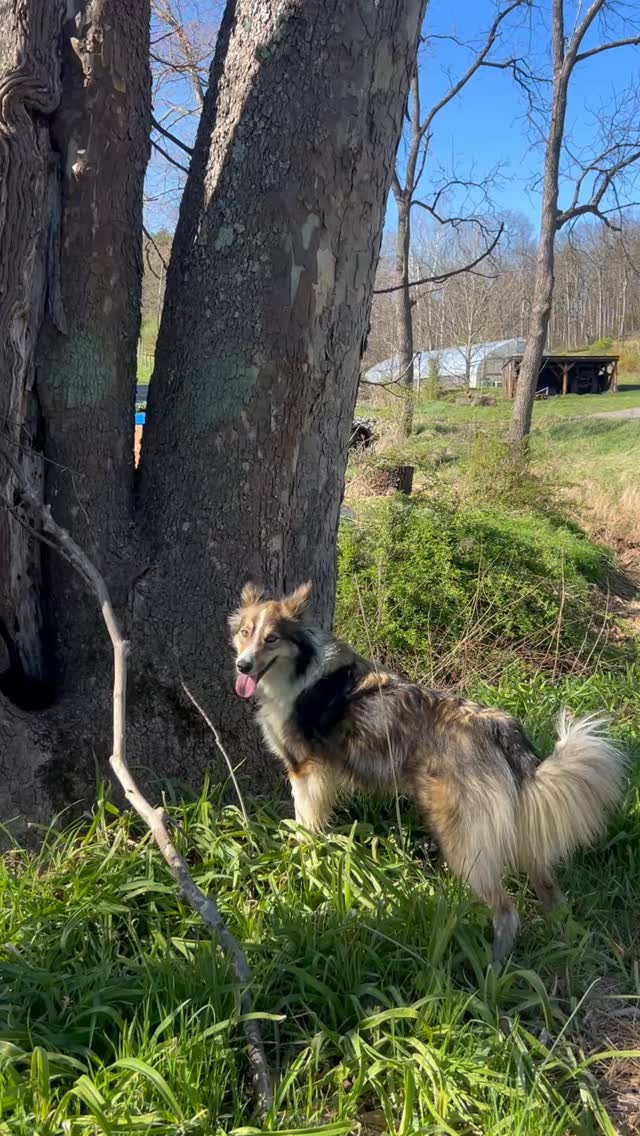🐾 Meet our Bloom Patrol 🌸
Every flower farm needs a security team, and ours comes with a fluffy tail and a very serious nose for "what’s that smell?" 😄
Our farm dogs help keep the fields calm and critter pressure down, so the blooms can do what they do best: grow their hearts out.
If you’ve ever wondered what life looks like out here between harvests, it’s a whole lot of dirt, wind, and loyal companions.
Want us to bring you flowers this season? walkingwindfarm.com
#walkingwindfarmandflorist #flowerfarm #farmdogs #bloompatrol #locallygrownflowers