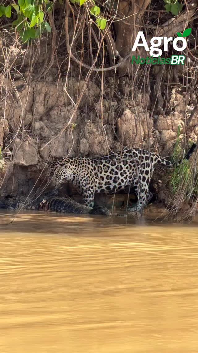 Onça pesca piranha enquanto predava um Jacaré🐊🐆
Esse vídeo foi enviado por um seguidor e mostra a realidade do agro na prática.
Tem algo acontecendo aí na sua região? Envie pra gente!
#AgroNoticias #AgroBrasil #NoticiaDoCampo #onça #pantanal