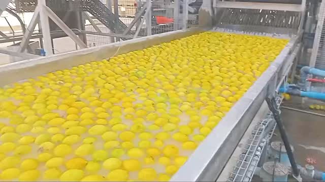 From orchard to export carton, every lemon on this line is being washed, graded and sized to meet tough local and international standards. This careful packhouse process protects food safety, extends shelf life and ensures that South Africa’s citrus can travel thousands of kilometres and still arrive bright, fresh and market‑ready – keeping our country a global citrus powerhouse and sustaining rural jobs across the value chain. 🍋
#CitrusSeason #CitrusSeason2026 #SouthAfricanCitrus
#LemonSeason #LemonHarvest