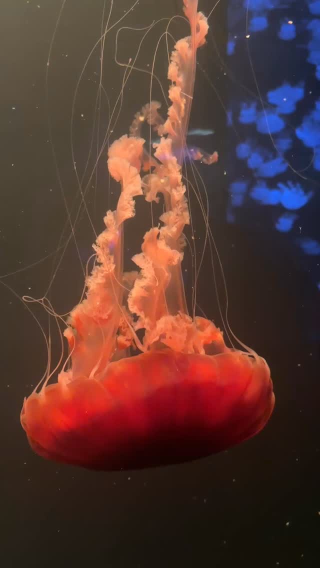 Jelly fish are amazing π€©
Lots of different jelly fish at @loroparque in Puerto De La Cruz, Tenerife.
#jellyfish #puertodelacruz #loroparque #tenerife #colour