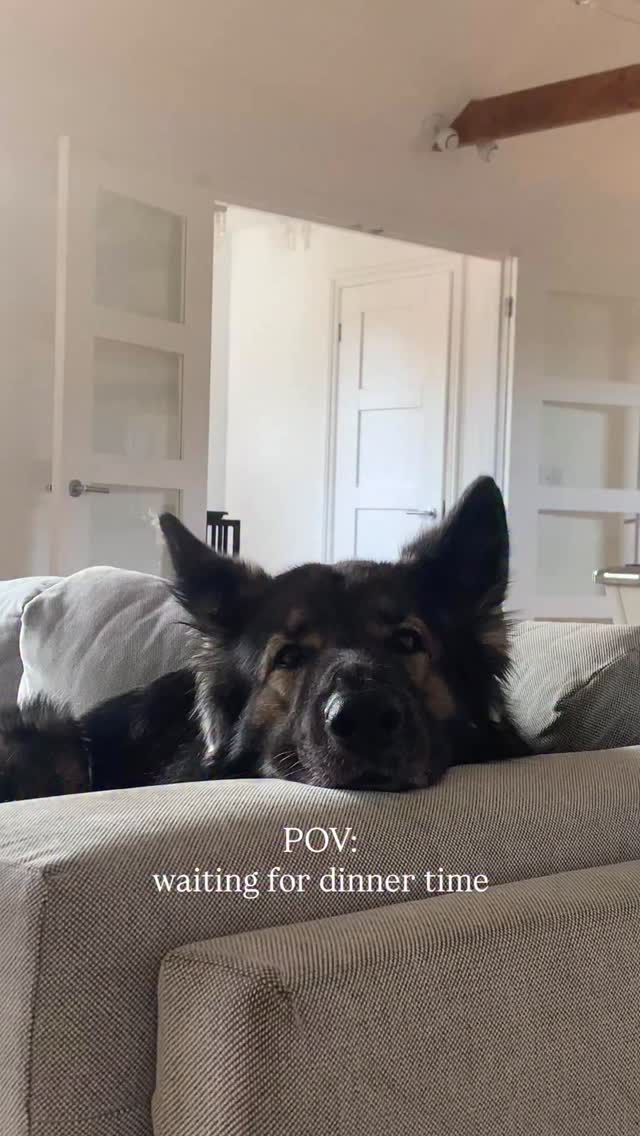 waiting to hear the magic word ✨
#germanshepherds #dogs