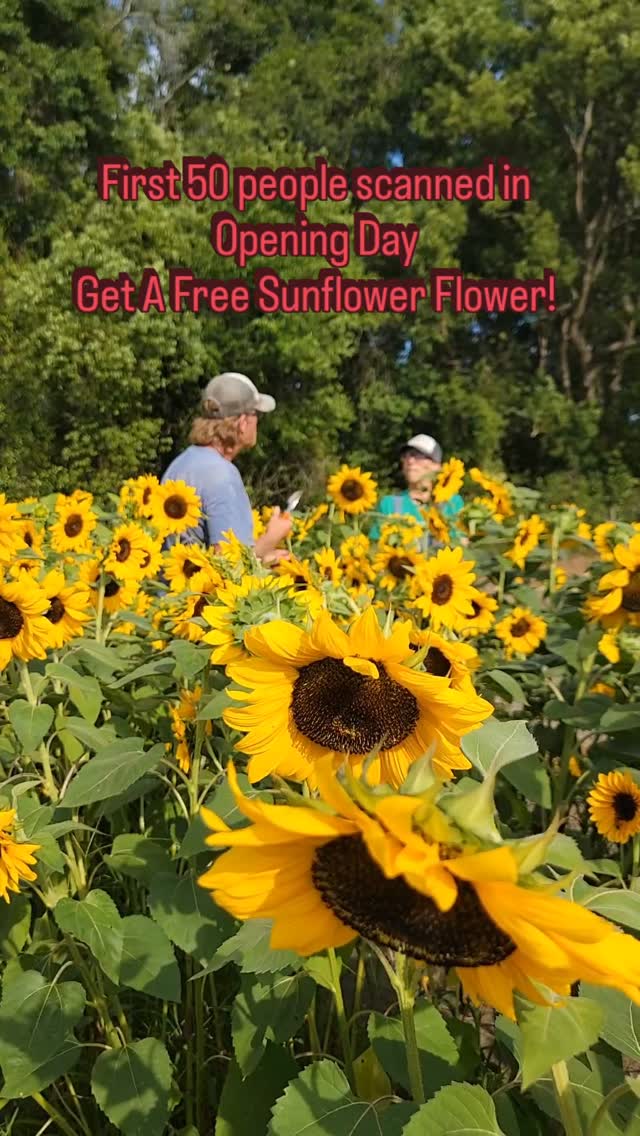 See you there!
#Sunflowers #Sweetfieldsfarm #taylorswift #yourinvited #taylorswiftfanpage thingstodo openingday