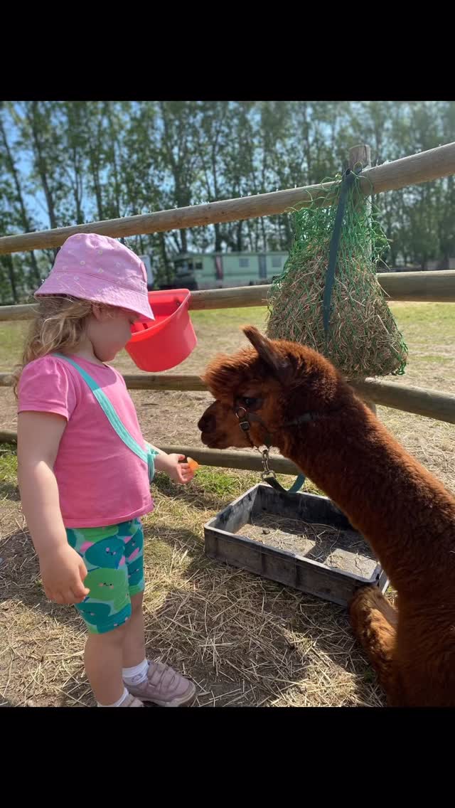 ๐ฅฐ๐๐๐
#cheshirefarm #pettingfarm #warringtonfarm #alpacawalking #cheshirealpacafarm