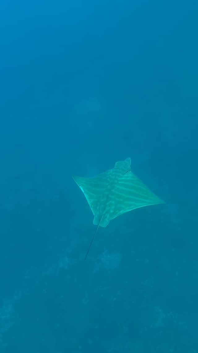 La llaman raya obispo.
Y sí, también está aquí en el Mediterráneo.
Nos encanta descubrir todo lo que hay en este mar,
pero todavía estamos aprendiendo.
Oigan, amigos de @catsharks_ciencia
Cuéntennos por favor algunas curiosidades de este maravilloso animal marino. 🧐
¿Son tan tranquilas como parecen o nos están engañando?
¿las rayas obispo son comunes aquí o cada vez es más especial verlas?
¿Qué es lo más curioso de las rayas obispo que deberíamos saber?
💙 y tú, Si amas el mar, este es tu lugar.
Sigamos aprendiendo juntos.
#territorioalmar #barcelona #marmediterráneo