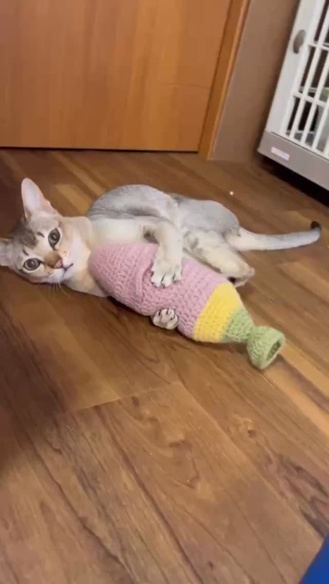 あおと君🐱💕
ネコ市ネコ座でお迎えいただいた
けりぐるみでさっそく遊んでくれました✨
とっても上手にケリケリ
ぎゅっと抱えて離さない姿がたまらない…🥹💓
こうして実際に遊んでくれている様子を見られて
スタッフ一同めちゃくちゃ嬉しいです☺️✨
あおと君、気に入ってくれてありがとう🐾
たくさん遊んでね🧸💕
#アニマルヘルパーなありん
#ネコ市ネコ座名古屋
#名古屋市ペットシッター
#蹴りぐるみ
#ねこすきさんと繋がりたい
