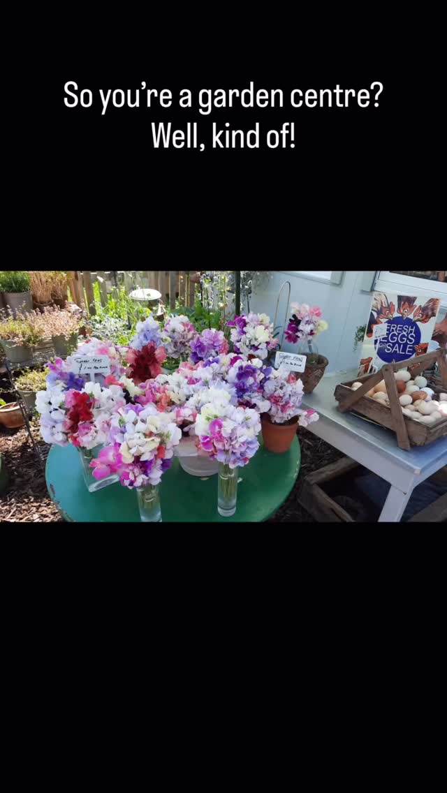 We always find it hard to describe what we do here at Apuldram Roses, let’s see
Roses ✅
Plants ✅
Coffee and cake ✅
Chickens ✅
Vegetables ✅
Honey ✅
Yoga ✅
Art classes ✅
Events ✅
Ducks ✅
Secret library ✅
Camping ✅
Gardening talks ✅
Dried flowers ✅
Expert advice ✅
Sawdays everywhere ✅
Dogs ✅
Cat ✅
RHS medals ✅
So, not your traditional garden centre! How would you describe us? Let us know in the comments!
#apuldramroses #chichester #westsussexbusiness