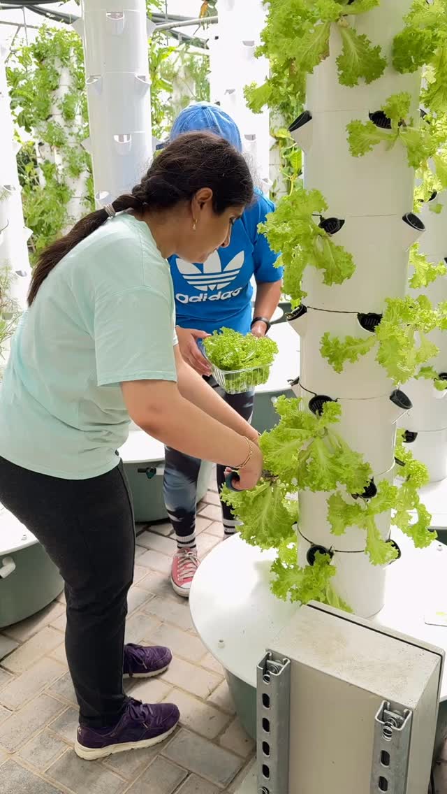 As the weather warms up, our students moved to the stable and greenhouse activities. Our student Ruqaya gathering some salad for dinner 🥗