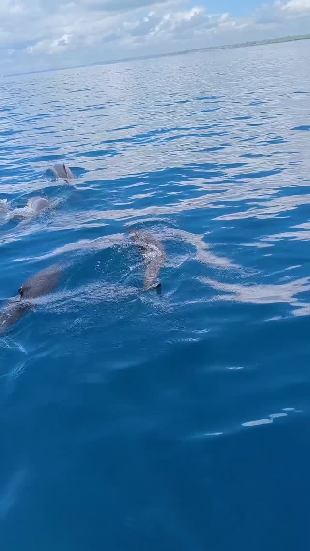 Swim and play with dolphins 🐬 around Mnemba Island, then enjoy a relaxing snorkeling experience in the clear waters surrounding Mnemba Island, filled with colorful fish and vibrant coral reefs
🌊
🐠
🐬
It’s one of those simple but unforgettable moments, being out in the ocean, surrounded by nature and truly feeling the beauty of Zanzibar. Perfect for anyone who loves the sea, whether it’s your first time or not.
Please Contact us for more information
WhatsApp
+255 777814472
Email
info@cheicheizanzibartour.com
Please visit our website
www.cheicheizanzibartour.com
#mnembaisland #zanzibar #dolphinexperience #tanzania #cheicheizanzibartour