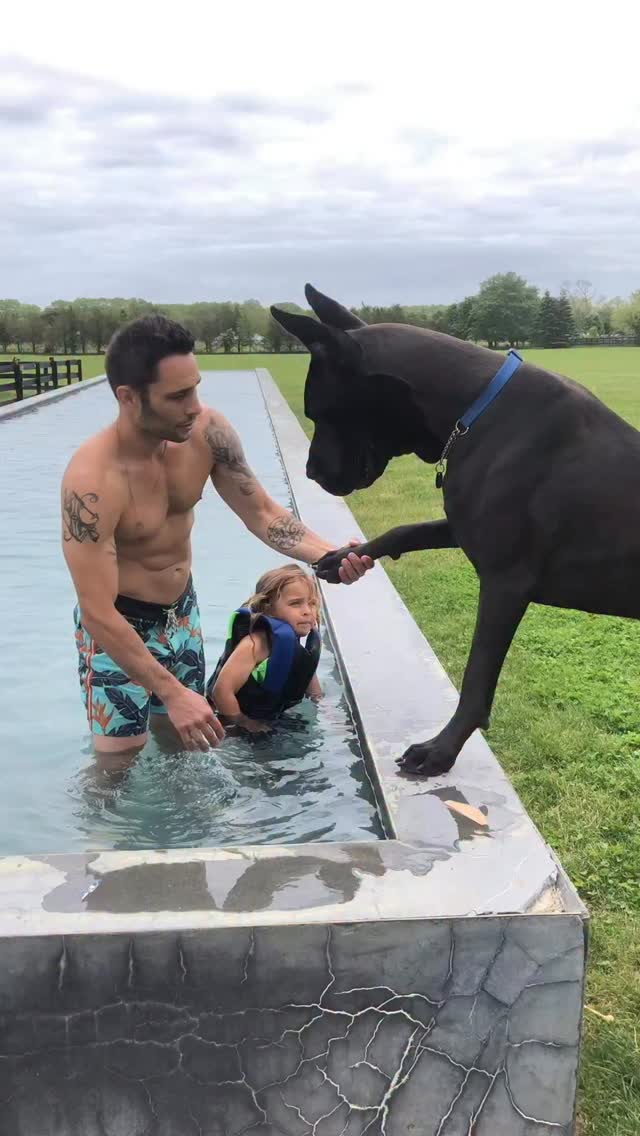 Getting my baby dragon into the water
#greatdanes #dogs #dogtrainer