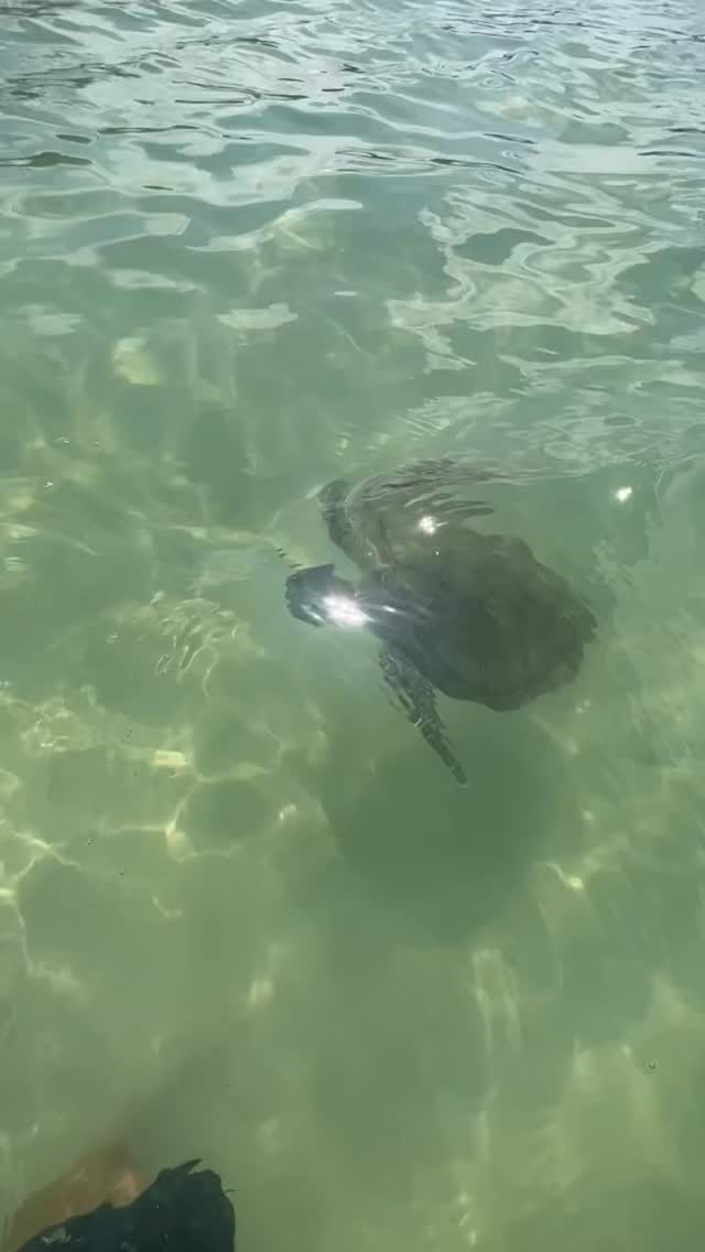 This is who lives next door at Lo Key Cottages. 🐢 Cocoa Bay, Green Turtle Cay — no traffic, no crowds, just you and whatever shows up in the water. Three cottages. One bay. Zero bad days. Link in bio to book → lokeycottages.com
#GreenTurtleCay #SeaTurtles #BahamasHideaway #AbacoIslands #LoKeyCottages