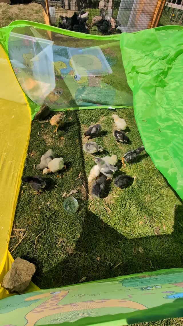 Auf dem Glücklichhof tummelt sich der Nachwuchs. #glücklichhof #metimö #kindergarten #farmlife #chicken
