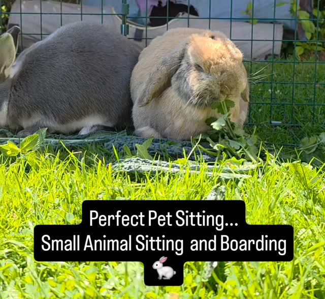 Perfect Pet Services...Small Animal Sitting and Boarding ❤️