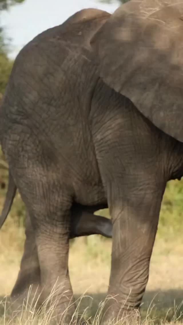 Nature
#gnadesafaris