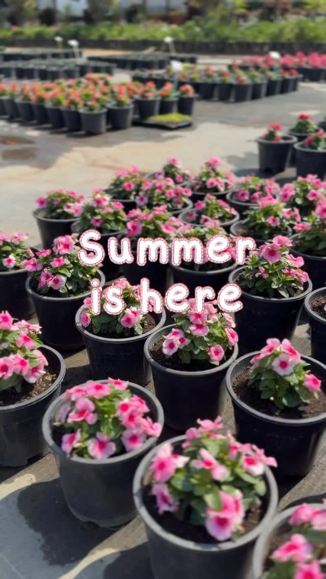 There’s something quietly magical about the first blooms of vinca 🌸
These are hands down one of the best potted flowers for summer—built to handle intense heat without losing their charm. While most plants struggle, vinca keeps thriving, blooming consistently and lasting beautifully for months with minimal fuss.
If you’re looking for a low-maintenance, high-reward plant that keeps your space colorful all summer long… this is it.
#VincaVibes #SummerGardening #HeatResistantPlants #PottedPlantsIndia #BiocarveSeeds