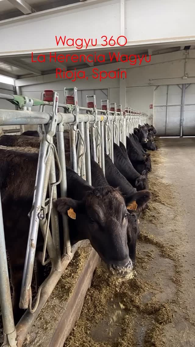 Un dia normal en La herencia Wagyu de La Rioja Interpretar el Wagyu a través del terroir riojano, donde se crea un producto con la mejor genética japonesa, donde se expresa la identidad española, gastronómica y cultural.