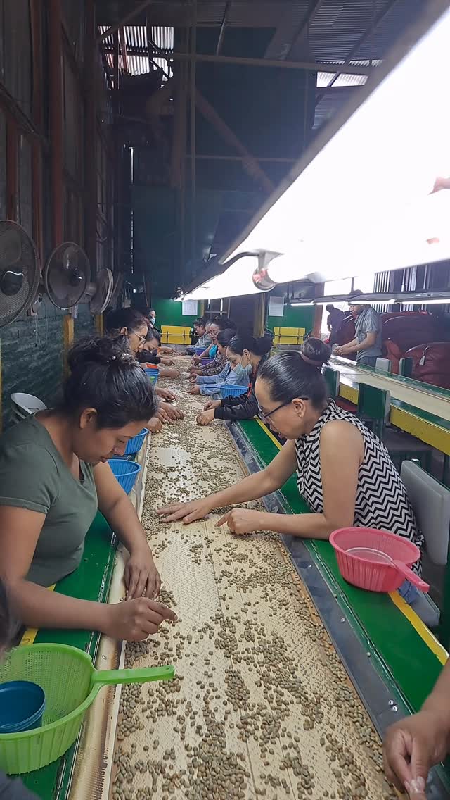 👷 We’re sorting! DM or fill out our contact page to reserve upcoming coffees or cup fresh-harvest samples.
#carbonicmacerationcoffee #cofermentcoffee #microlotcoffee #naturalprocess #honeyprocess #thirdwavecoffee #anaerobiccoffee #pacamara #directtrade #directtradecoffee #woc #sustainablecoffee #biodynamiccoffee #coffeeroaster #coffeesorting #coffeeroasting #coffeefarm #sampleroasting #goldmtncoffee #coffeefermentation #nicaraguancoffee #worldofcoffee #nofilter #maracaturra #geishacoffee #maragogype