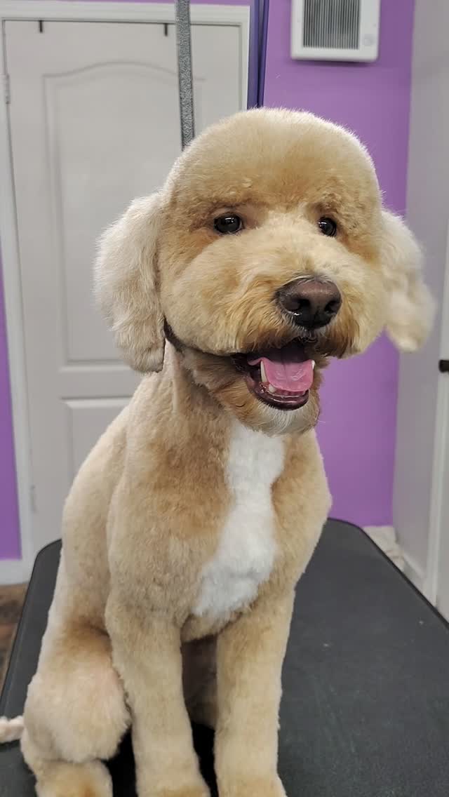 Gino is an anxious guy who truly benefits from our slow-paced, intentional approach 💛✨ Taking our time helps him feel safe, comfortable, and more confident every visit.
#doodlegrooming #fearfreegrooming #luxurydoggrooming #sanmarcostx #calmdog