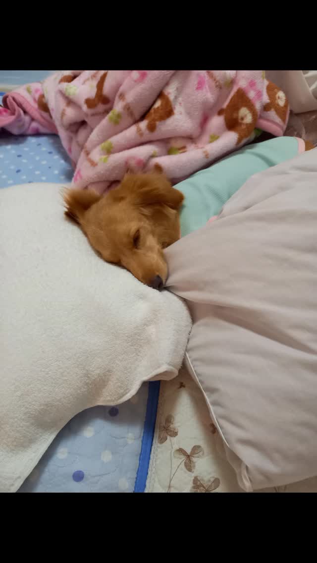 🌃💤💤モカちゃん😢💤✊️💤
#ホテル#小田原#ワンワン#快適空間ホテル#ホームスティスタイル#トリミング#安心して預けられるホテル#ペット#ゲージレス#ゲージフリー