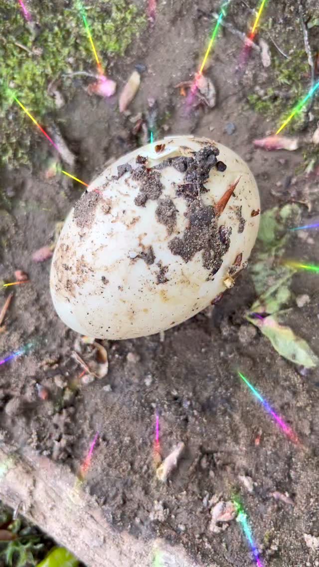 Lovely egg find in the woods this morning 🌅 #wildbirds #eggs #birdeggs #newlife #heal