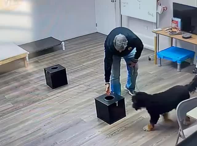 En nuestra escuela de entrenamiento siempre estamos dando un paso más allá…
✨ Entrenamos perros para identificar el olor específico de semillas u otros alérgenos en alimentos, ayudando a proteger la salud de personas con alergias.
💡 ¿Cómo funciona? A través de técnicas especializadas de olfato, el perro aprende a reconocer el aroma del alérgeno y alertar a su dueño antes de que ocurra una reacción.
❤️ Este servicio está diseñado para:• Personas con alergias alimentarias severas• Familias que buscan mayor seguridad en su día a día• Clientes que desean una herramienta adicional de prevención.
🐕🦺 Cada entrenamiento es personalizado, cuidadoso y basado en bienestar animal.
📍 Espacios limitados para evaluación inicial.
📩 Escríbenos para más información o para comenzar el proceso.
Tu seguridad, acompañada de un vínculo único.