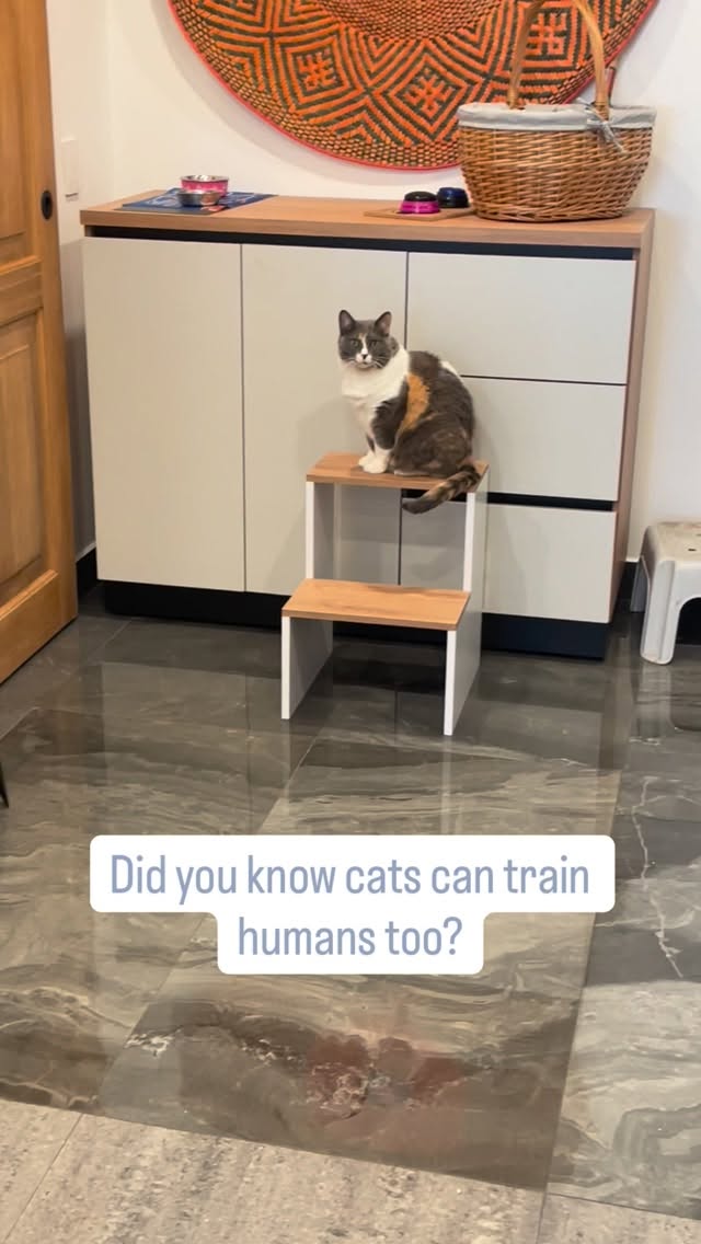 Agatha ya sabe exactamente lo que quiere…
¿Sabías que los gatos también pueden entrenar a los humanos? 🐈⬛🧠
Agatha tiene su técnica dominada: un miau, una mirada al plato y listo... ¡ya sabe exactamente cómo pedir lo que quiere!
In my house, Agatha is the one calling the shots. That’s exactly why she’s one of the main stars in my new comic book!
We explore the world from Astro’s POV to help you understand what your pets are actually trying to tell you.
Whether you need puppy training tips or want to see the world through their eyes, we’ve got you covered.
¡Ven a conocer a Agatha (en versión cómic) y aprende a ser el mejor humano para tu mascota! 🚀
📍 Encuéntranos en FILBO: Pabellón 8, Segundo Piso, Stand 120
#Filbo2026 #PetParenting101 #ComicBook #CatTrainingHumans