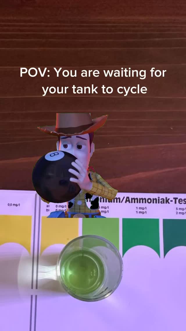 Water testing doesn’t have to be complicated! Let us handle it. 😁
Bring in a sample and we’ll test it for FREE, explain everything clearly, and help you get your tank where it needs to be.
Open today 11–6
Stock list: https://www.undertheseanc.com/retail-store #aquariumhobby #reeftank #reefaquarium #coral #fishtank