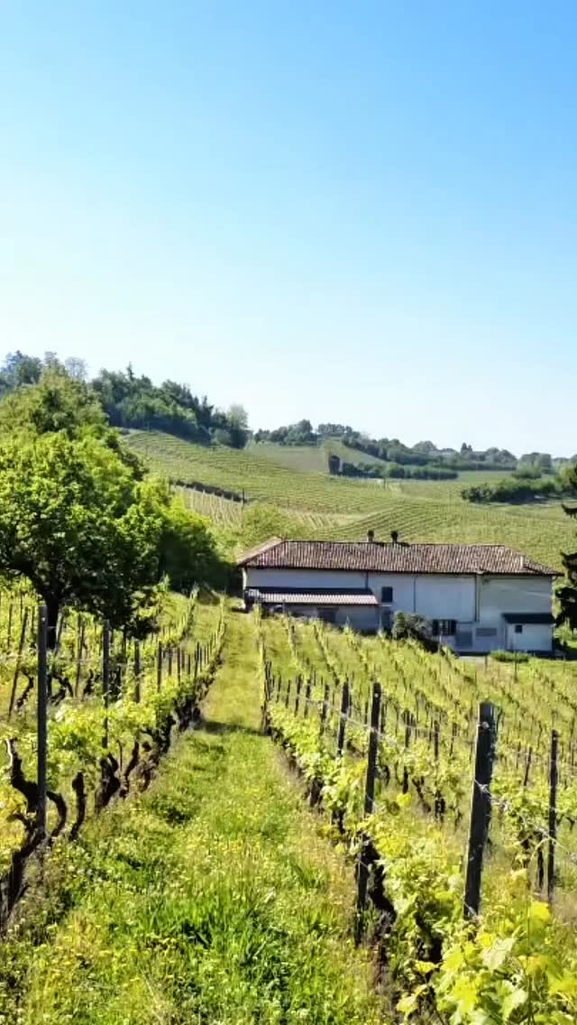 You don’t get this everywhere.
Costigliole d’Asti, Piemonte.
This landscape shapes everything — the way we grow, the way we make wine, and the way we live with it.
It’s not just where we are. It’s why we do things the way we do.
#piemontewine #costiglioledasti #italy #italianwine #wine
