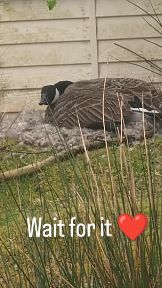 Wait for it. 🥰
.
.
.
.
#canadiangeese #gosling #cute #animallovers❤️ #wildlifeplanet