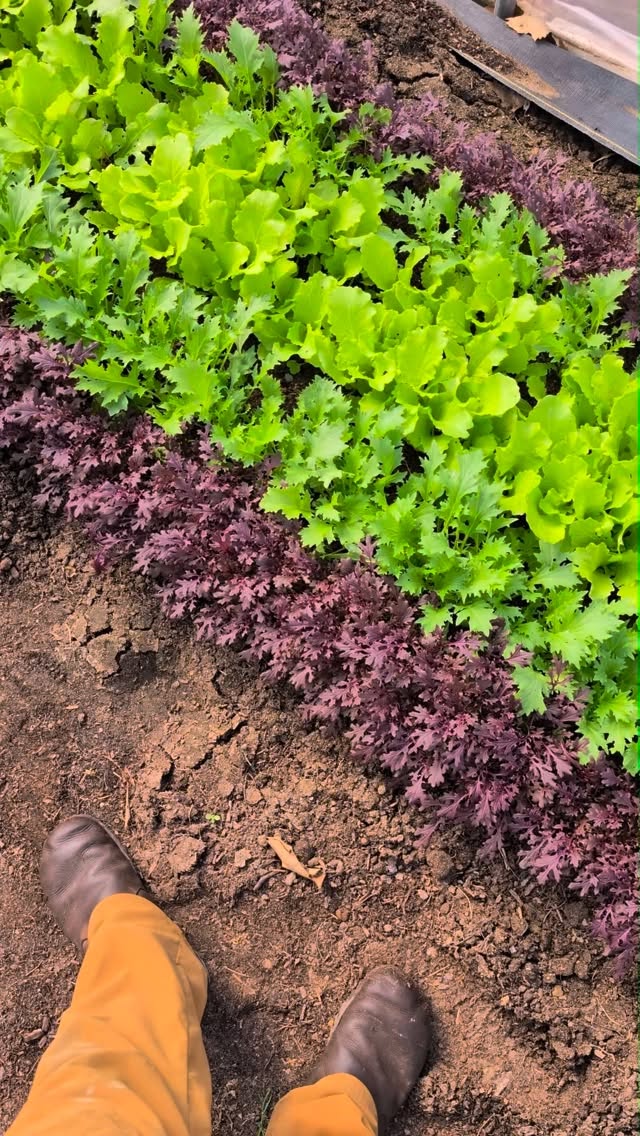 Premium. Salad. Opening day @kzoofarmmarket is THIS SATURDAY!! See you there 😀!