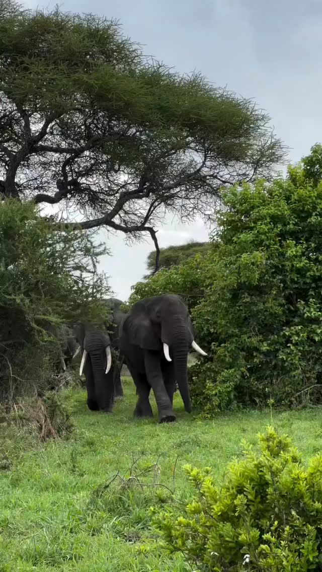 The gentle giants of the wild
Did you know the elephant is the largest land animal on earth? Watching them roam freely is a reminder of just how incredibleour planet is.
Ready to experience this up close?
📧info@wenzitravel.com
🌐wenzitravel.com