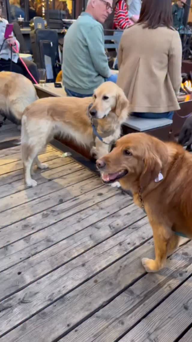 Happy National Pet month, we’re throwing it back to our favorite weekend of the year, Golden’s in Golden!
In the spirit of pups, Yappy Hour is back the first Thursday of the month through September. During the special kickoff event next Thursday, @visitgoldenco will be announcing the date for the 2027 Goldens in Golden event! Join us on 5/7 for live music, beer tastings, fun swag giveaways and more! 🐕🍻