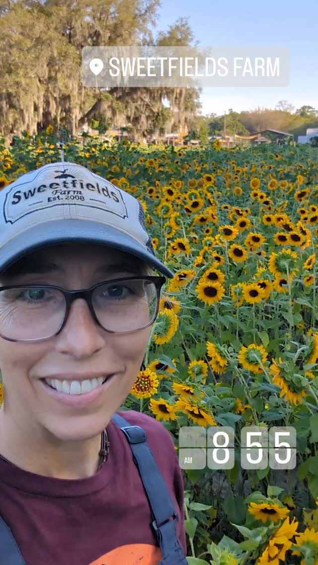 Thought I would take you on a walk around the upick area this morning. What a beautiful Thursday morning. So excited to see everyone all over our farm enjoying all the animals, hayrides,Play areas and beautiful flowers!
#sweetfieldsfarm #sunflowerseason #thingstodo #mothersday