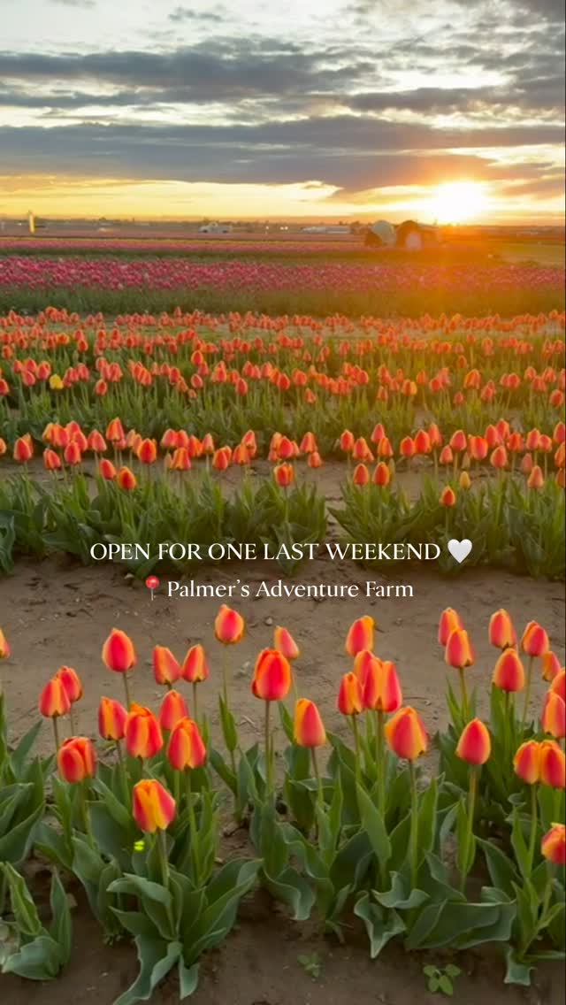 The Inland Northwest Tulip Fest is open for one last weekend here at Palmer’s Adventure Farm in Moses Lake, WA 🤍
Open Friday-Sunday this weekend 🌷
Discounted tickets available online: palmersadventurefarm.com