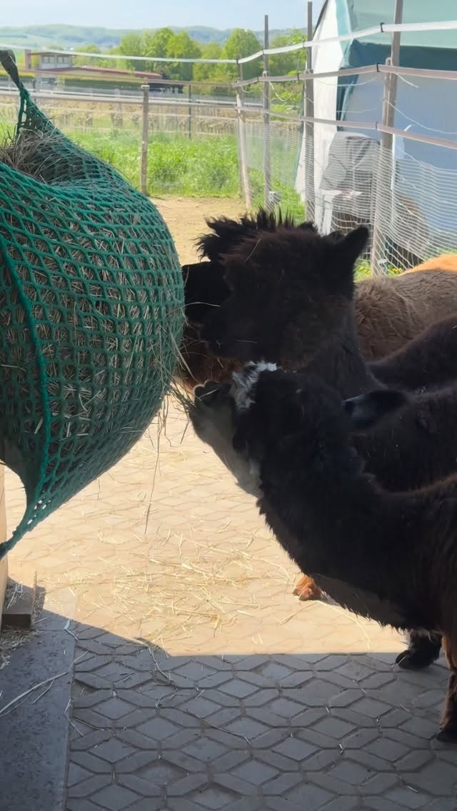 ☀️
🦙😋
Der beste Sound ever!
#alpakas #futternwiebeimuttern #wandernmachtglücklich #selztallamas #frühling