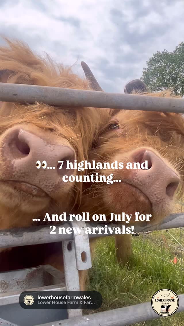 No such thing as too many Highlands… 😁🐮
Summer availability now live on the website in bio✨
Book your visit to see our Highland Cows, calves and new arrivals + all our other animals too!
Gift card available online if you’re looking for the perfect present for someone coo mad ☺️
#highlandcows #highlandcoos #highlandcowexperience #lowerhousefarmwales #highlandcows🐮
