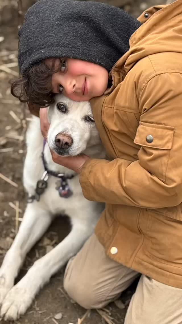 SLED DOG CAMPS! Still some spaces for this SUMMER 2026… Go to hilltownsleddogs.com for sign ups:) #lovemydogs #summercamps #sleddogcamp #westernmass #camps