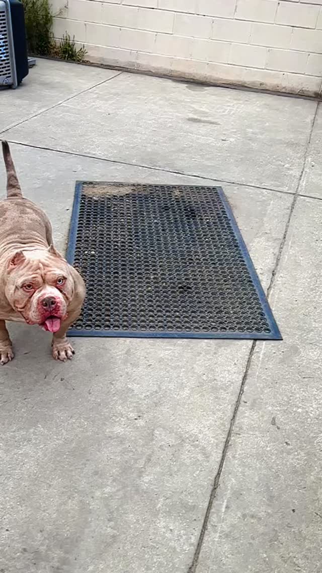 Those Megla genes are strong 😆
Big boy Rich (Megla X Haka) proving that just because he’s thick AF doesn’t mean he can’t get some air too 🤯😁
This guy still always surprises me when he decides it’s time to fly 😂 it may not look very high here but for a dog his size and weight 🤯🤯
#818concepts #thebullyobsession #pocketbully #dogsofig #igdogs