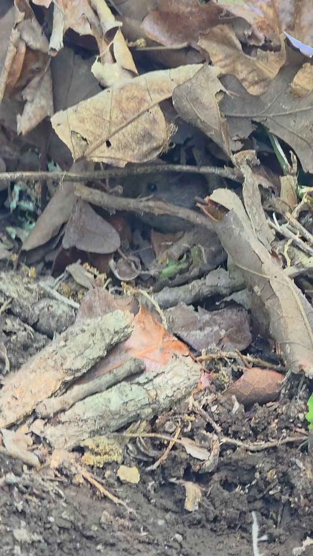 Jus happy it wasn't a snake at my feet