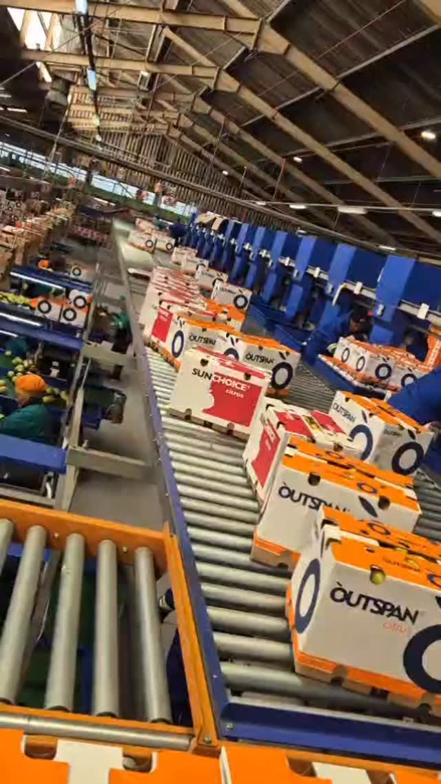 Where the citrus magic really happens!🍋✨
Step inside a South African citrus packhouse and you’ll see a whole value chain in motion – from freshly harvested lemons arriving in bulk bins to perfectly packed cartons rolling out the other side. Every fruit on these lines is washed to remove dust from the orchards, gently dried and treated to protect its peel so it can survive weeks in the cold chain and still arrive bright, firm and juicy.
After washing, the lemons move over high‑tech graders and through human quality‑check stations where skilled teams remove any bruised or misshapen fruit, sort by size and colour, and make sure only the best land in export cartons.
Each conveyor, box and barcode in this video is part of a giant puzzle that keeps track of where the fruit came from, which orchard produced it and which market it’s headed to – critical for food safety, traceability and meeting strict international standards.
For South Africa, facilities like this are far more than just “factories for fruit”: they are engines of rural jobs and export earnings. During citrus season, packhouses run long hours to keep up with the harvest, employing packers, technicians, quality controllers, forklift drivers and logistics teams from nearby communities. The result is that our sunshine and soil are transformed into world‑class citrus that lands on shelves in Africa, Europe, the Middle East and beyond – carrying the story of South African farmers in every single carton. 🌍📦
#CitrusSeason #CitrusSeason2026 #SouthAfricanCitrus
#PackhouseLife