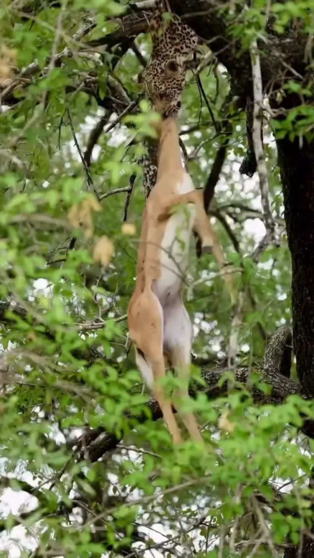 Powerful 💪
info@gnadesafaris.com
www.gnadesafaris.com
#gnadesafaris